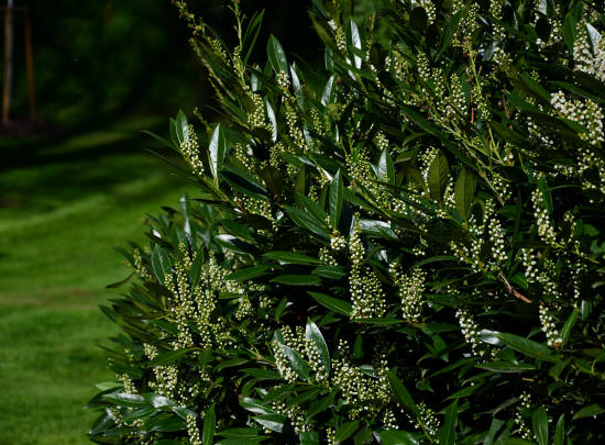 Bourdaine 'Fine line'