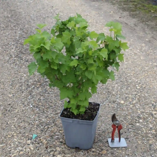 Cassissier 'Delbard robusta'