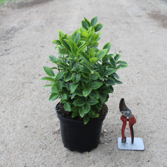 Fusain du japon 'Aureomarginatus'