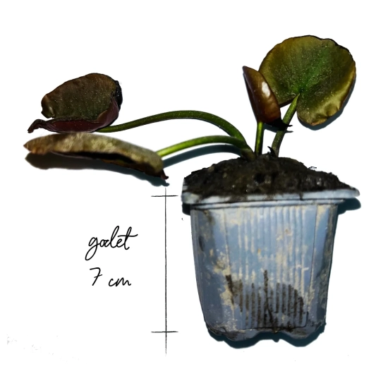 Nénuphar 'Conqueror'