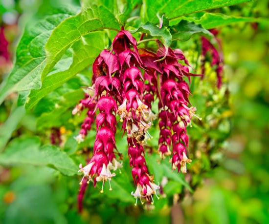 Arbre aux faisans 'Purple rain'
