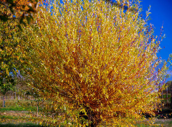 Saule des sakhalines 'Golden sunshine'