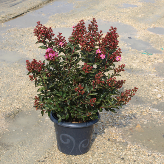 Lilas des indes 'Pink crepemyrtle'