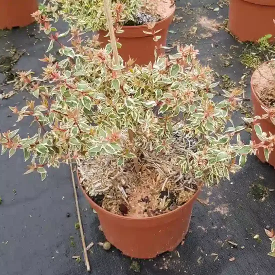 Abélia 'Pink lady' (Abelia grandiflora) — petit arbuste au feuillage panaché en pot · Pot 3L