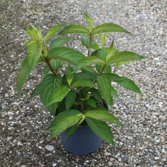 Weigelia 'Stelzneri rose' — Pot 3L, photo 8