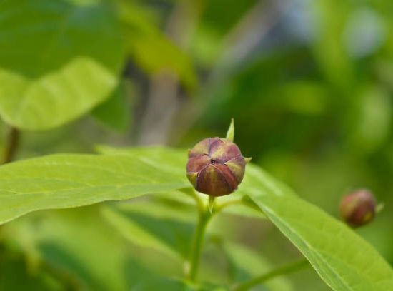 CALYCANTHUS ' Aphrodite'