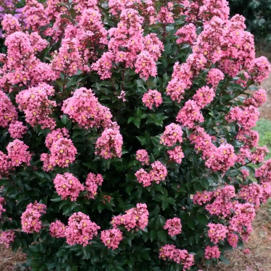 Lilas des indes 'Coral magic'