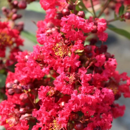 Lilas des indes 'Enduring red'