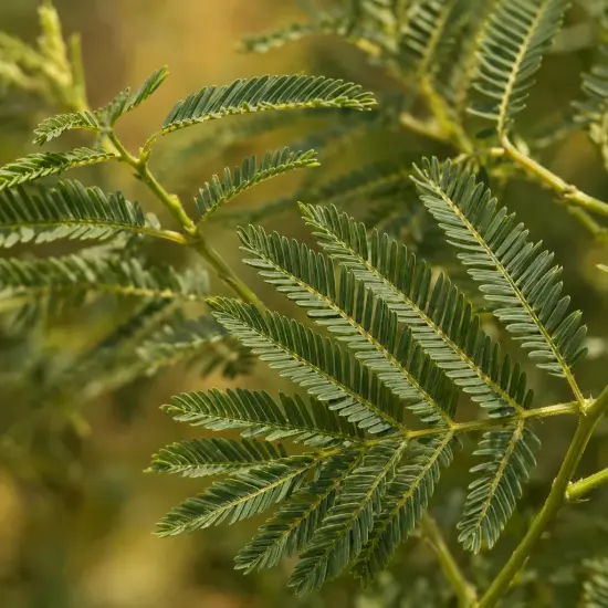 Acacia des prairies (Acacia angustissima) — gros plan sur des feuilles composées fines