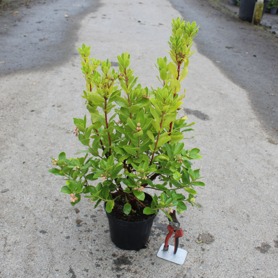 Arbre Aux Fraises Roselily