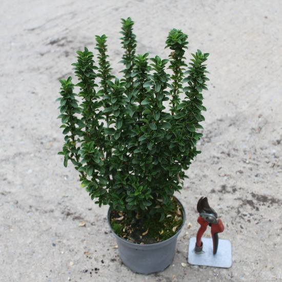 Fusain du japon 'Green spire'