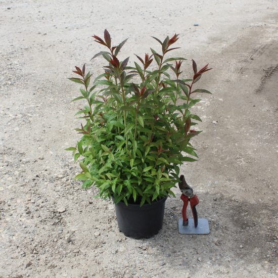 Spirée à floraison rouge 'Anthony waterer'