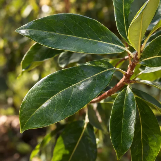 Avocatier race antillais guatémaltèque 'Atkinson' (Persea americana) — gros plan sur feuilles vertes vernissées · Photo d'illustration