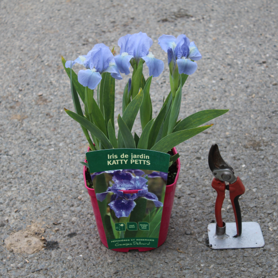 Iris nain 'Katty petts bleu'
