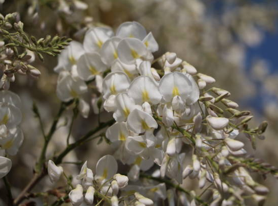 Glycine de chine 'Alba'