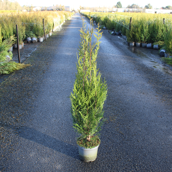 Thuya géant 'Atrovirens'