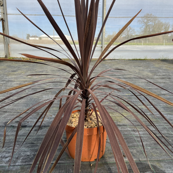Cordyline 'Red star'