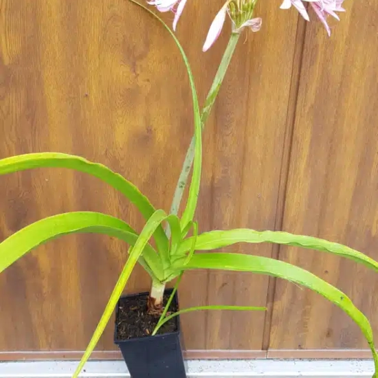 Crinole de powell 'Rosea'