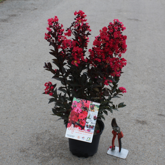 Lilas des indes 'Double dynamite'