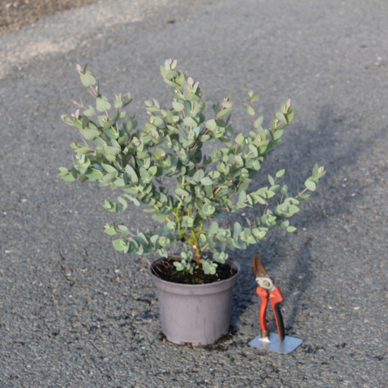 Eucalyptus à feuilles rondes