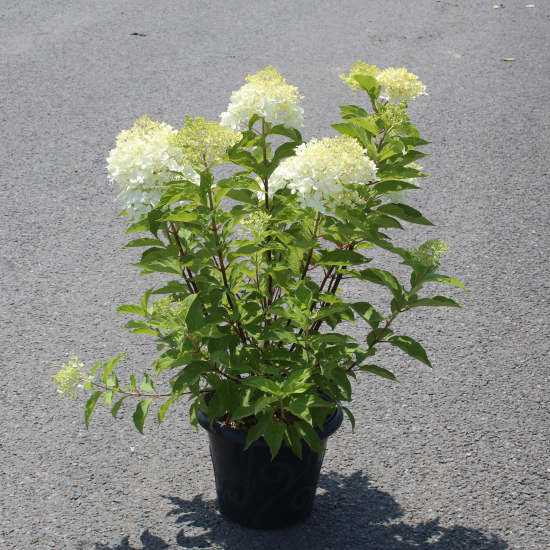 Hortensia paniculé 'Unique'