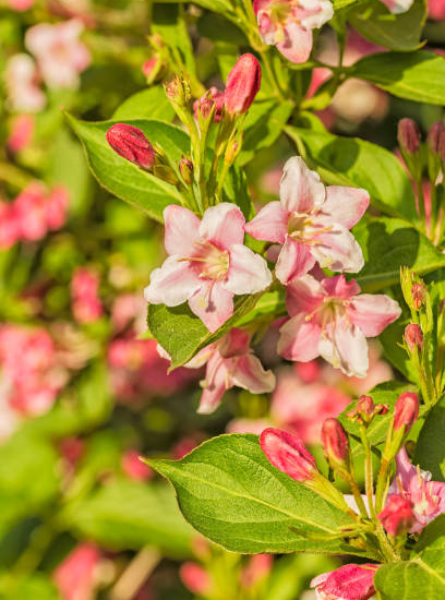 Weigelia 'Summer peach'