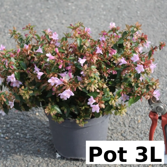 Abelia à grandes fleurs Ping Pong