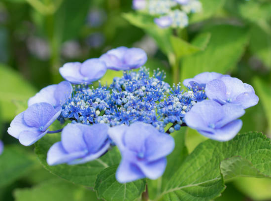 Hortensia japonais 'Blue bird'