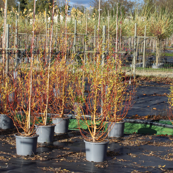 Saule 'Erythroflexuosa'