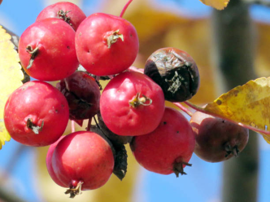 Pommier d'ornement 'Courtarou'
