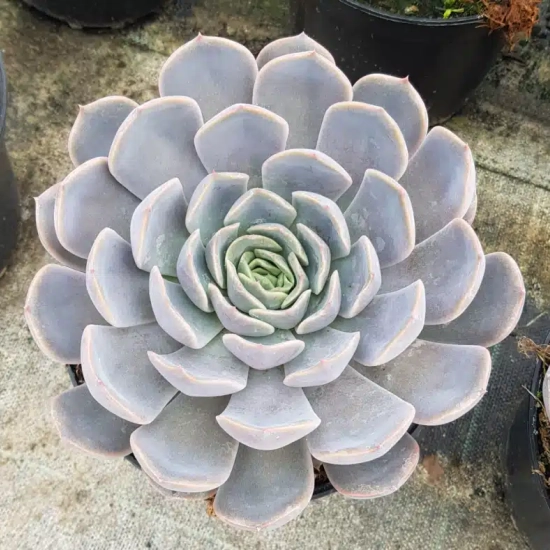 Echeveria 'Orion'