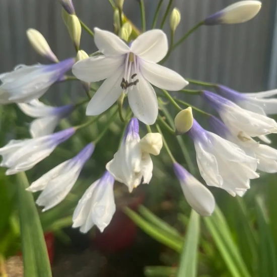 Agapanthe 'Twister'