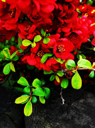 Cognassier à fleurs 'Scarlet storm'