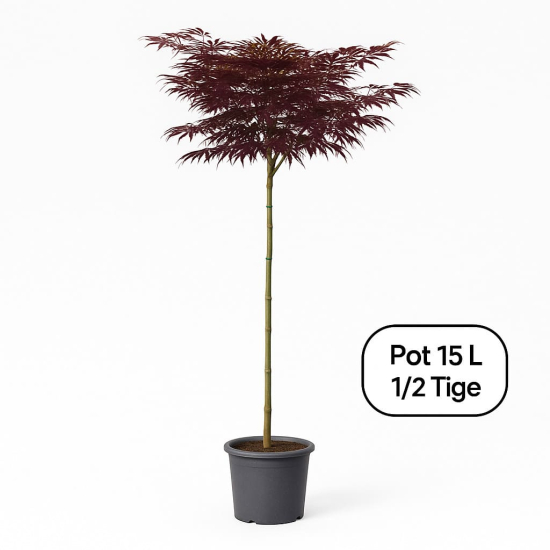 Arbre à soie 'Chocolat fountain'