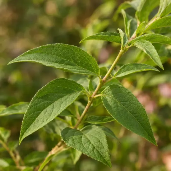 Seringat 'Petite perfume pink' (Philadelphus) — rameau vert portant plusieurs feuilles lancéolées