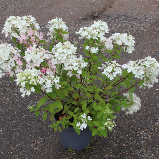 Hortensia paniculé 'Diamant rouge'