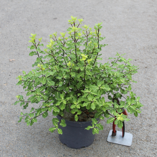 Pittospore 'Golden king'