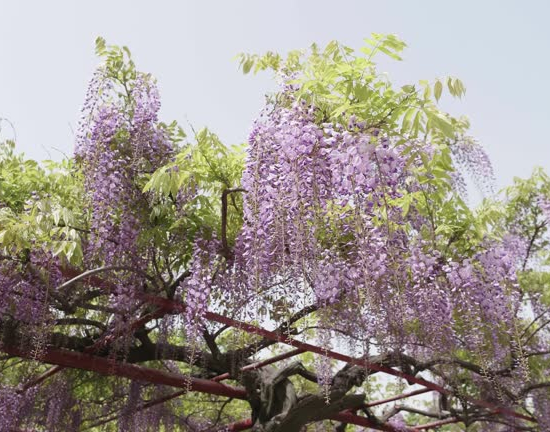 Glycine à longues grappes