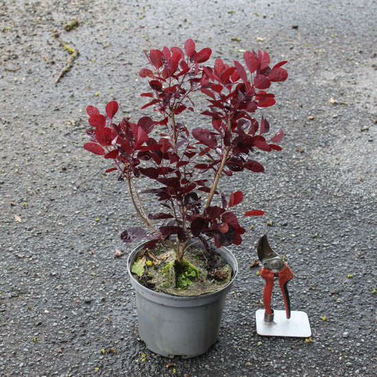 Arbre à perruque 'Lilla'