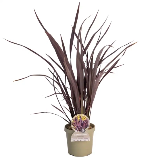 Lin de nouvelle-zélande 'Black adder'