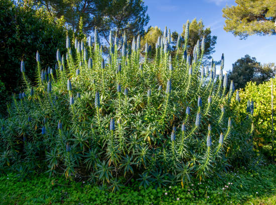 Echium Blanc ou vipérine