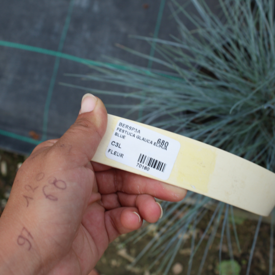 Fétuque bleue 'Elihja blue'