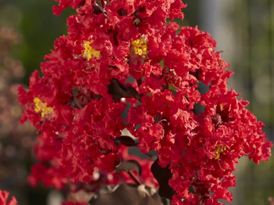 Lilas des indes 'Best red'