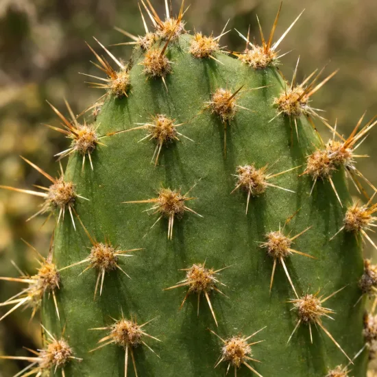 Cactée 'Kurt' (Opuntia) — segment de tige de cactus couvert d’épines