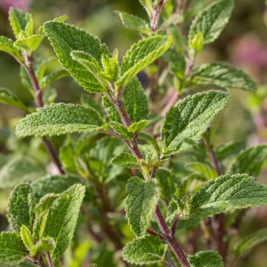 Sauge 'Pink pong' (Salvia grahamii) — tiges dressées avec feuillage vert texturé · Photo d'illustration