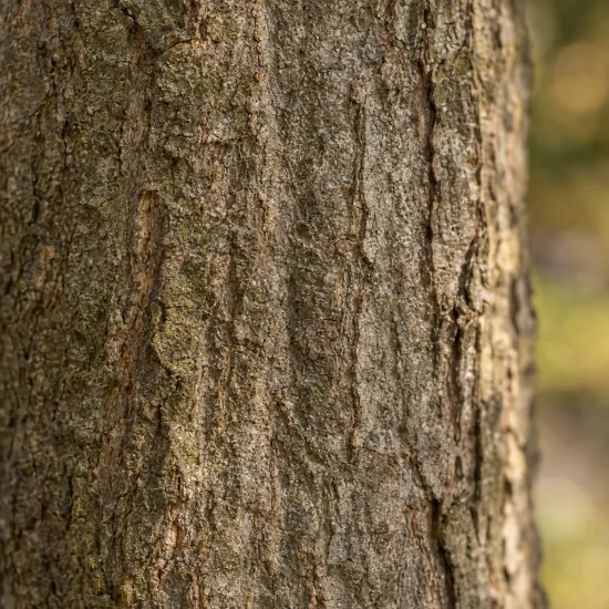 Érable champêtre (Acer campestre) — gros plan sur l'écorce rugueuse d'un tronc · Photo d'illustration