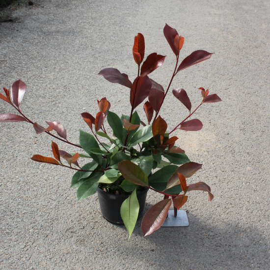 Photinia 'Red robin'