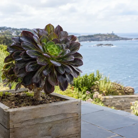 Succulente 'Surreal destiny' (Semponium) — succulente en bac carré sur terrasse côtière · Photo d'illustration
