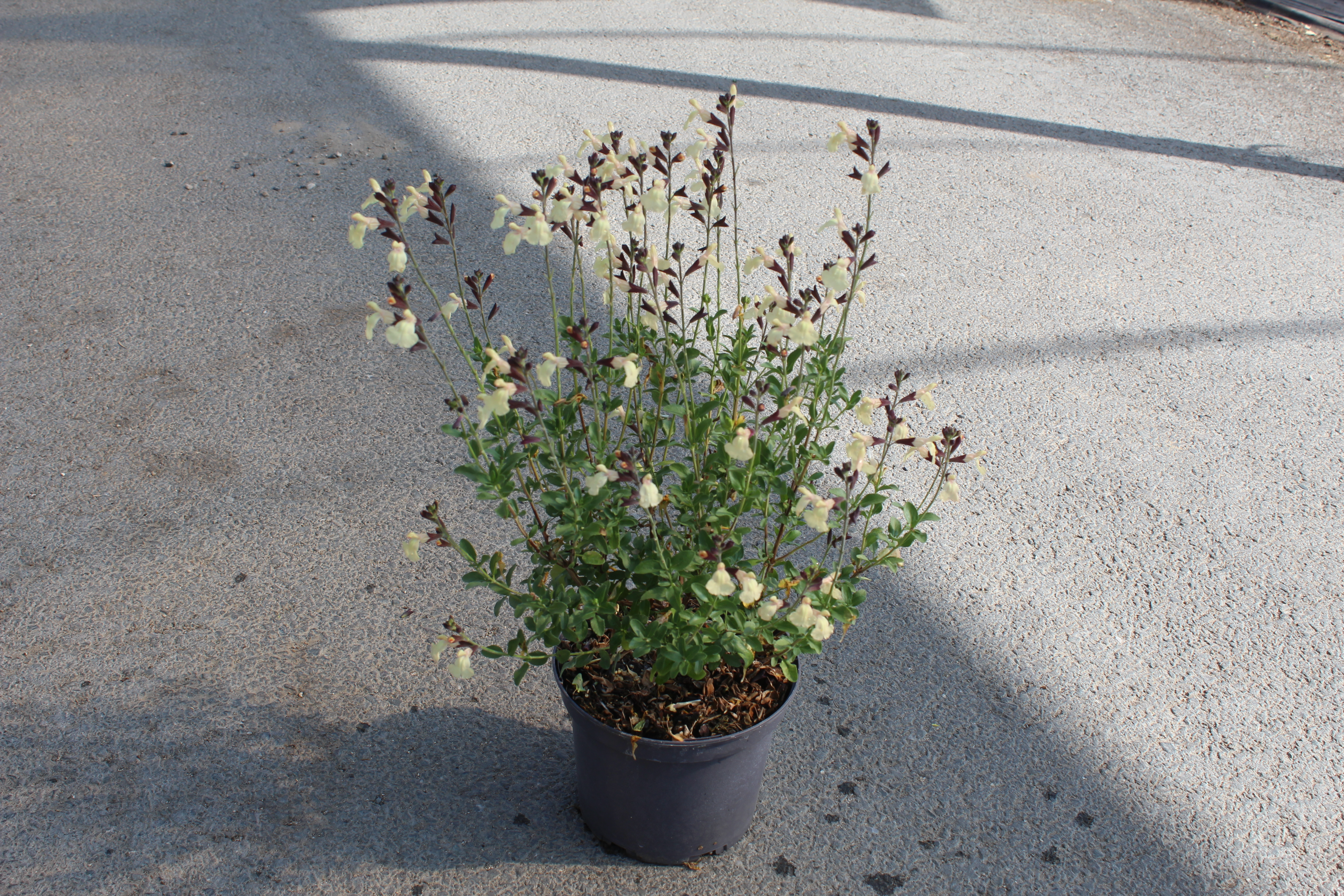 Sauge arbustive 'Melen'