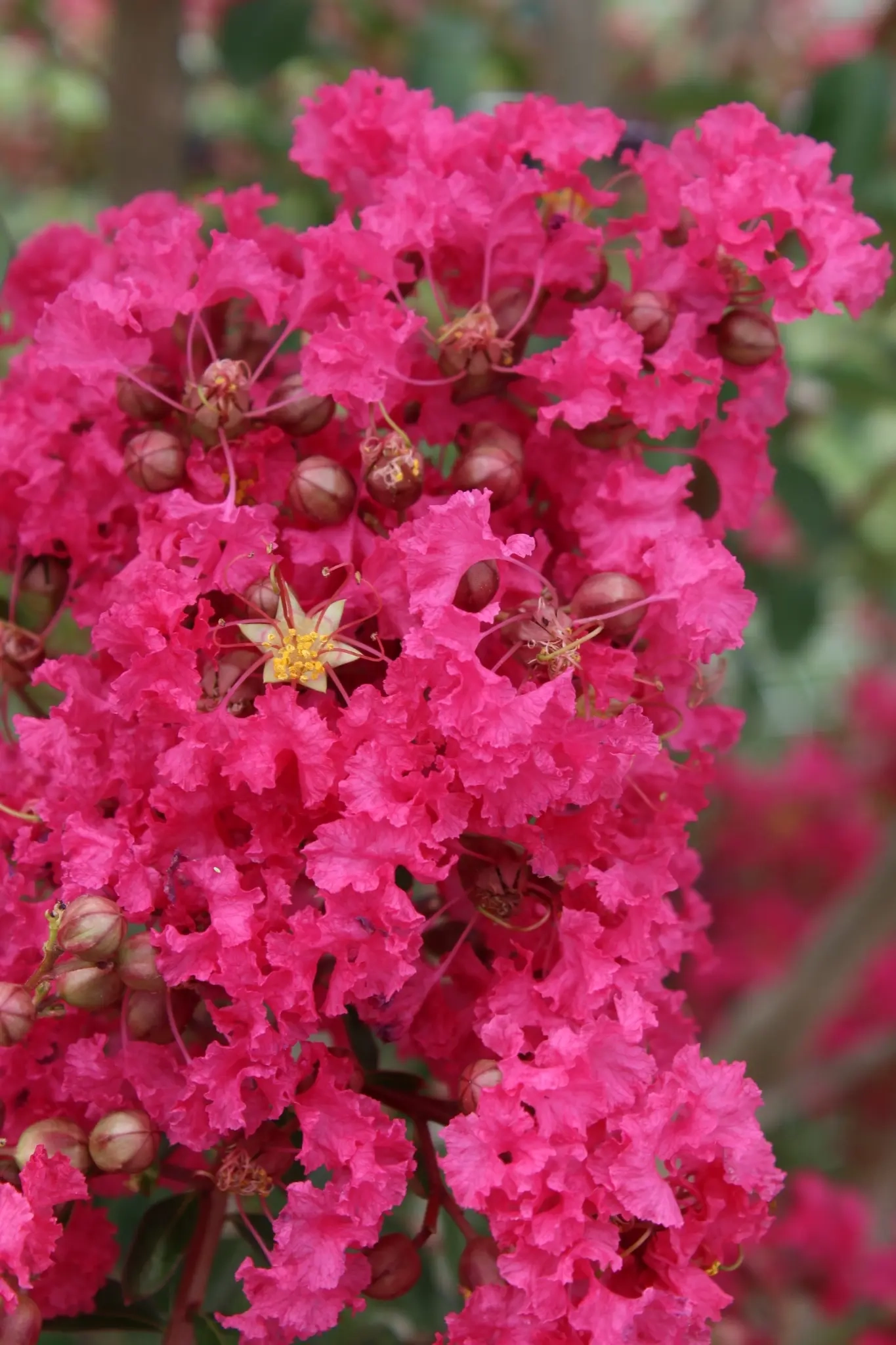 Lilas des indes 'Mon panache'